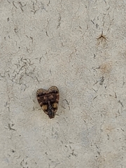 Bothriocera