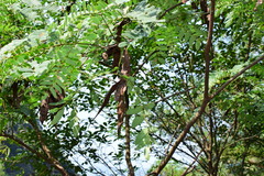 Albizia kalkora