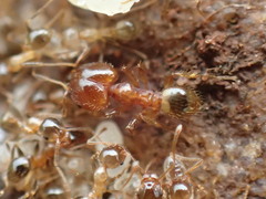 Pheidole megacephala