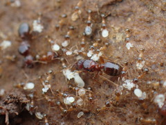 Pheidole megacephala