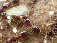 Pheidole megacephala