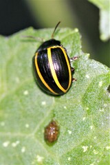 Desmogramma
