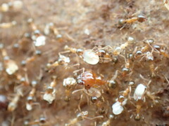 Pheidole megacephala