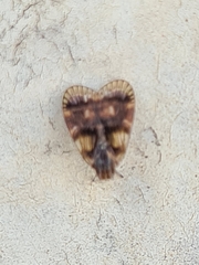 Bothriocera