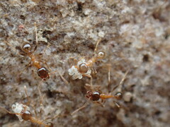 Pheidole megacephala