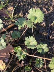 Geranium