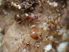 Pheidole megacephala