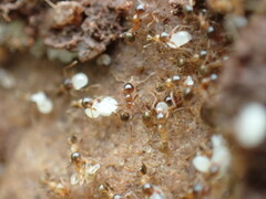 Pheidole megacephala