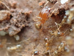 Pheidole megacephala