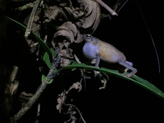 Frostius pernambucensis