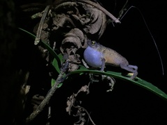 Frostius pernambucensis