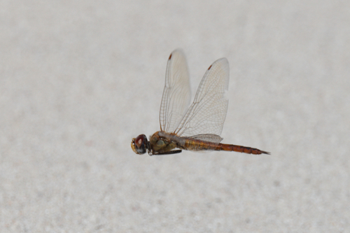 Pantala flavescens observed 2022-09-11