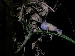 Frostius pernambucensis