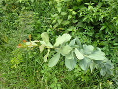 Gymnosporia glaucophylla