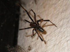 Steatoda grossa