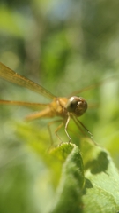 Perithemis icteroptera