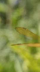 Perithemis icteroptera