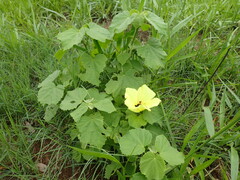 Hibiscus calyphyllus