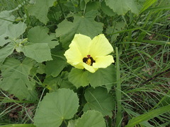 Hibiscus calyphyllus