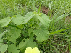Hibiscus calyphyllus