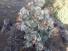 Crassula arborescens arborescens