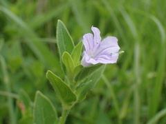 Ruellia cordata