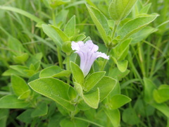 Ruellia cordata