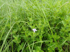 Ruellia cordata