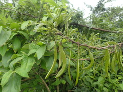 Vachellia robusta clavigera