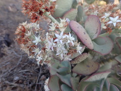Crassula arborescens arborescens