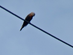 Hirundinea ferruginea