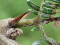 Vachellia robusta clavigera