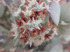 Crassula arborescens arborescens