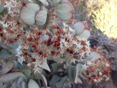 Crassula arborescens arborescens