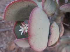 Crassula arborescens arborescens