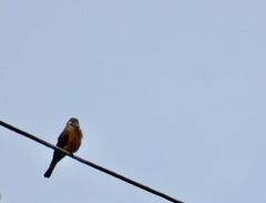 Hirundinea ferruginea