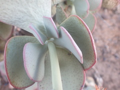 Crassula arborescens arborescens