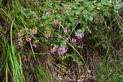 Campylotropis macrocarpa