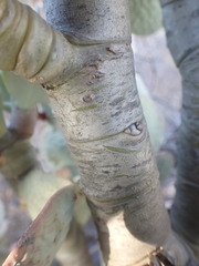 Crassula arborescens arborescens