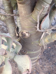 Crassula arborescens arborescens