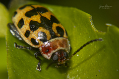 Alagoasa trifasciata