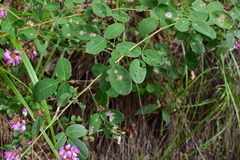 Campylotropis macrocarpa