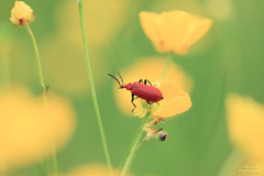 Pyrochroa serraticornis