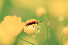 Pyrochroa serraticornis