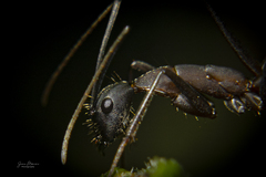 Camponotus lespesii