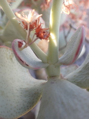 Crassula arborescens arborescens
