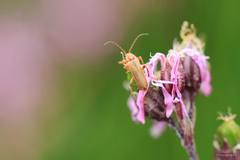 Cantharis