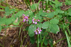 Campylotropis macrocarpa