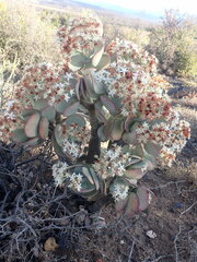Crassula arborescens arborescens