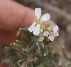 Nerisyrenia linearifolia